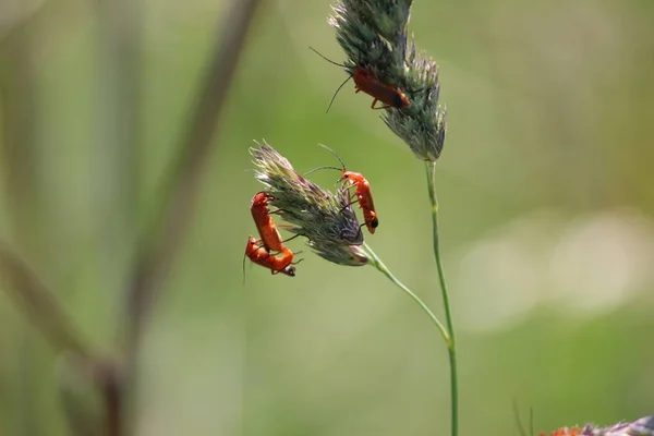 Rhagonycha Fulva Veya Ortak Kırmızı Asker Böceği Üzerinde Park Hitland — Stok fotoğraf