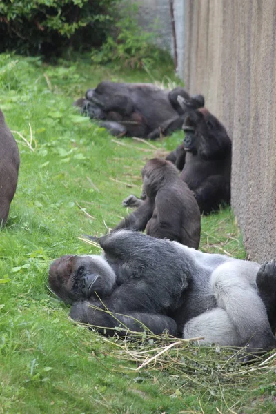 Gorilla Bokito Está Tirado Césped Rotterdam Zoológico Blijdorp Este Mono — Foto de Stock