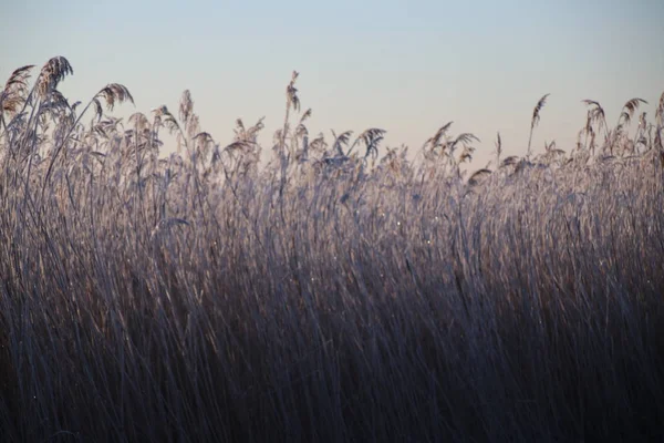 Foglie Canna Bianca Congelate Con Aghi Ghiaccio All Alba Park — Foto Stock