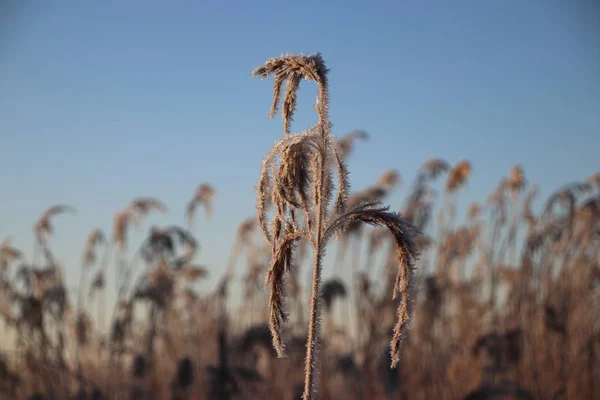 Frozen White Reed Leaves Ice Needles Sunrise Park Hitland Nieuwerkerk — Stock Photo, Image