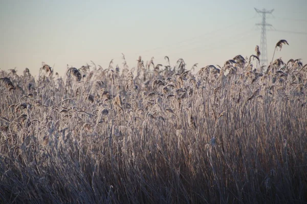 Замороженные Листья Белой Тростника Иглами Льда Восходе Солнца Парке Hitland — стоковое фото