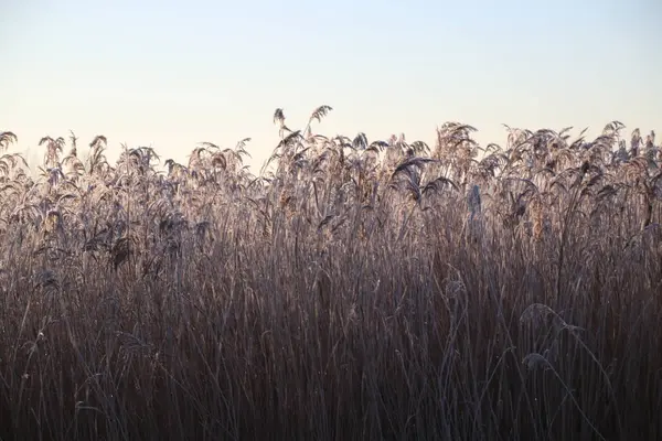 冷凍白葦葉霜柱ニーウェルケルク アンデナイセル オランダで日の出公園 Hitland — ストック写真