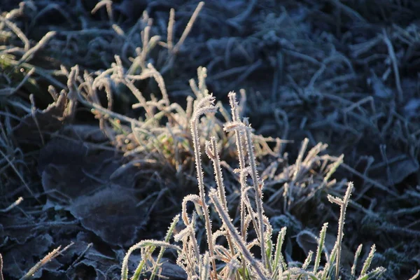 Gefrorene Weiße Schilfblätter Mit Eisnadeln Sonnenaufgang Park Hitland Nieuwerkerk Aan — Stockfoto