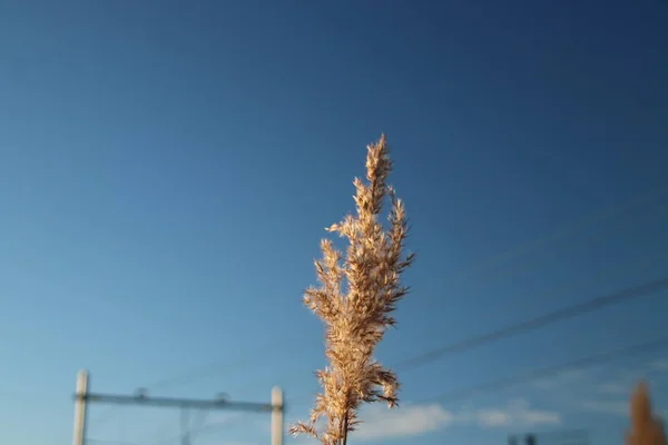 Pióropusze Trawa Trzcina Kolorowe Kilka Sposobów Działanie Promieni Słonecznych Przez — Zdjęcie stockowe