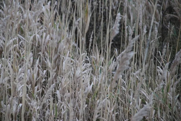 Шлейфы Тростниковой Травы Раскрашены Несколькими Способами Солнечного Света Закату Moordrecht — стоковое фото