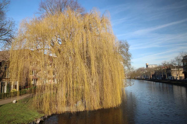 Fluwelensingel Kanálem Smuteční Vrba Bez Listy Zimě Gouda Nizozemsko — Stock fotografie