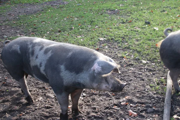 Cerdos Están Parados Tierra Barro Una Granja Oldebroek Países Bajos — Foto de Stock