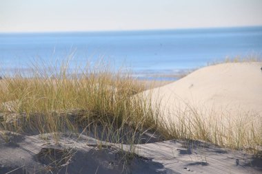 güneş kum tepeleri Hollanda Kuzey Denizi kıyısında, çimenlerde marram