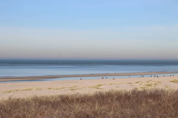 Marram Gras Zon Duinen Langs Kust Van Noordzee Nederland — Stockfoto