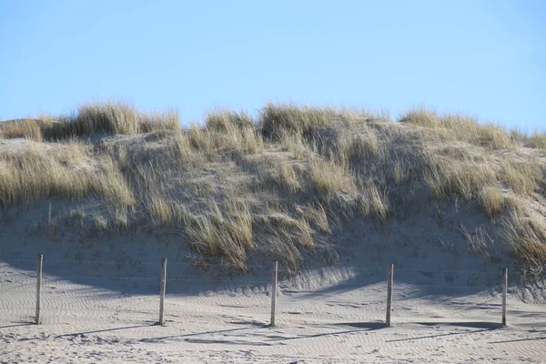 Marram Grass Sole Sulle Dune Sabbia Lungo Costa Nord Del — Foto Stock
