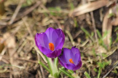Güneş ışığı yeşil çim Nieuwerkerk aan den Ijssel Hollanda, mor bitkisi çiçeği.