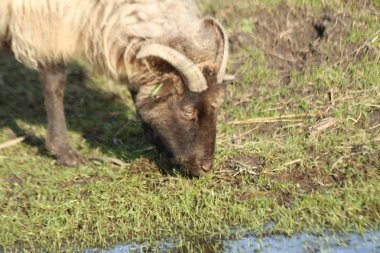 Küçük yeşil çim ve Hollanda genel parc bitkisi çiçeği siyah karga