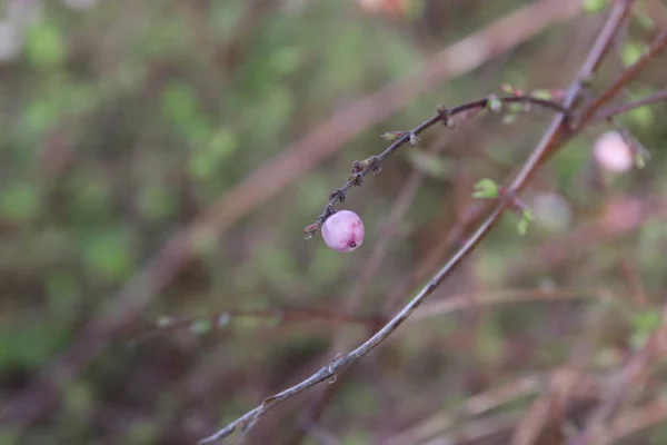 Petite Mûre Est Devenue Pourpre Sur Une Plante Aux Pays — Photo