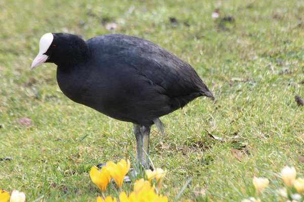 Blässhühner Gras Oder Wasser Öffentlichen Park Den Niederlanden — Stockfoto