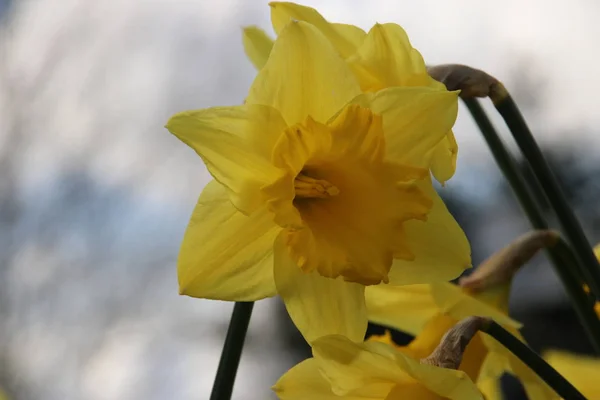 Flores Roxas Croco Luz Sol Grama Verde Nieuwerkerk Aan Den — Fotografia de Stock