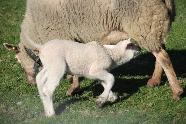 Owiec Graniem Młodych Jagniąt Zielona Trawa Łąka Nieuwerkerk Aan Den — Zdjęcie stockowe