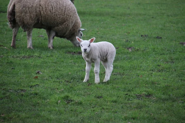 Schapen Met Het Afspelen Van Jonge Lammeren Een Groen Gras — Stockfoto