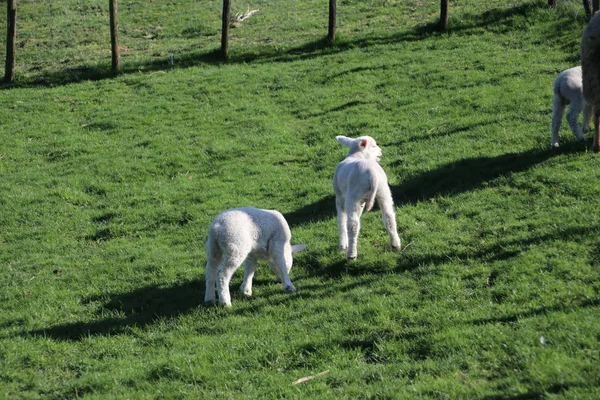 Sheep Playing Young Lambs Green Grass Meadow Nieuwerkerk Aan Den — Stock Photo, Image
