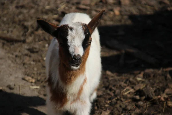 Cabras Marrones Blancas Sol Una Granja Pública Para Niños Moordrecht — Foto de Stock