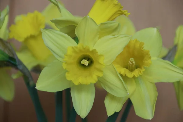 Yellow Flowers Named Narcissus Daffodil Grass Public Park Nieuwerkerk Aan — Stock Photo, Image