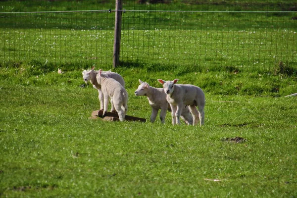 Csóka Fekete Zöld Sáfrány Virágok Nyilvános Parc Hollandiában — Stock Fotó