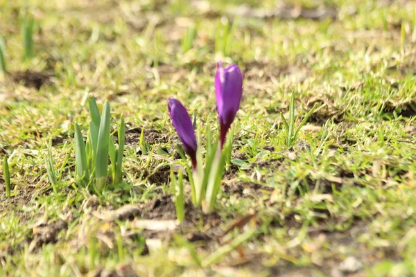 Flores Cocodrilo Púrpura Luz Del Sol Hierba Verde Nieuwerkerk Aan — Foto de Stock