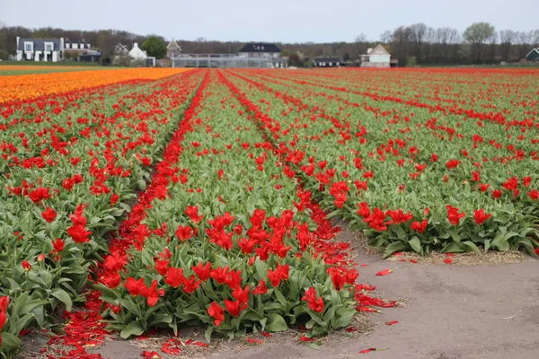 Różowe Tulipany Rzędach Polu Bańki Kwiatowej Noordwijkerhout Holandii — Zdjęcie stockowe