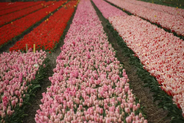 Roze Tulpen Rijen Bloembollen Veld Noordwijkerhout Nederland — Stockfoto