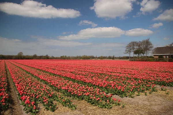 Różowe Tulipany Rzędach Polu Bańki Kwiatowej Noordwijkerhout Holandii — Zdjęcie stockowe