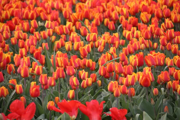 red tulips in rows on flower bulb field in Noordwijkerhout in the Netherlands.