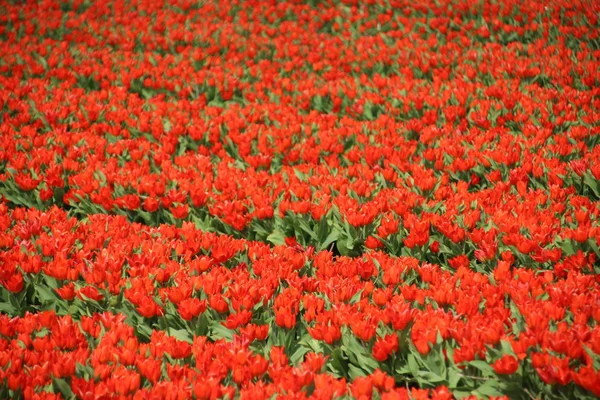 Rode Tulpen Rijen Bloembollen Veld Noordwijkerhout Nederland — Stockfoto