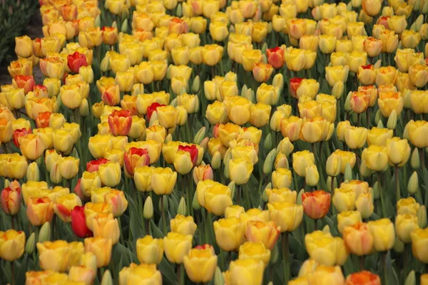 Żółte Tulipany Rzędach Polu Cebuli Kwiatowej Noordwijkerhout Holandii — Zdjęcie stockowe