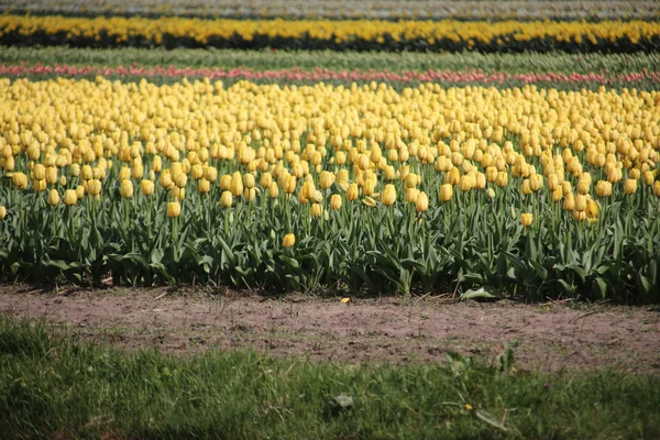 Żółte Tulipany Rzędach Polu Cebuli Kwiatowej Noordwijkerhout Holandii — Zdjęcie stockowe