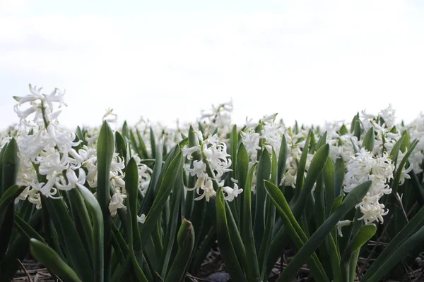 White Hyacinths in rows on flower bulb field in Noordwijkerhout in the Netherlands.