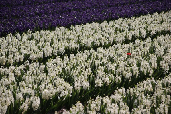 Witte Hyacinten Rijen Bloembollenveld Noordwijkerhout — Stockfoto