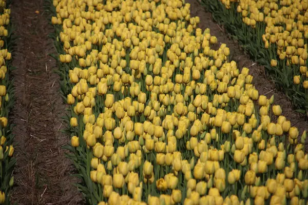 Tulipas Amarelas Linhas Campo Bulbo Flores Noordwijkerhout Holanda — Fotografia de Stock