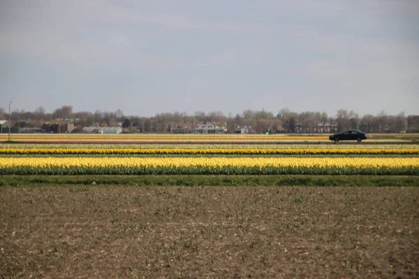 Hollanda Noordwijkerhout Taki Çiçek Soğanı Tarlasında Sıra Sıra Sarı Laleler — Stok fotoğraf