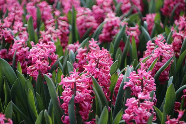 Розовые Гиацинты Рядами Цветочном Луковичном Поле Нордвейке Нидерландах — стоковое фото