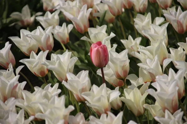 Tulipes Blanches Rangs Sur Champ Bulbes Fleurs Noordwijkerhout Aux Pays — Photo