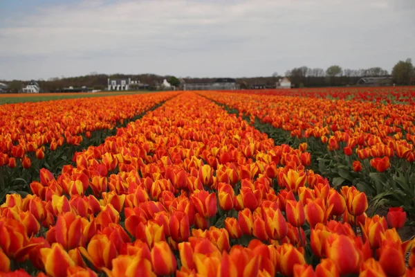 Pomarańczowe Tulipany Rzędach Polu Bańki Kwiatowej Noordwijkerhout Holandii — Zdjęcie stockowe