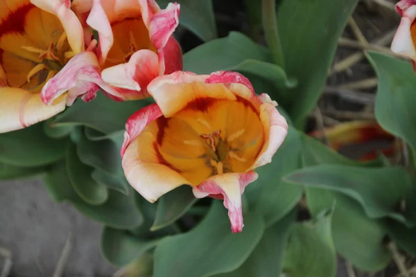 Pink tulips in rows on flower bulb field in Noordwijkerhout in the Netherlands