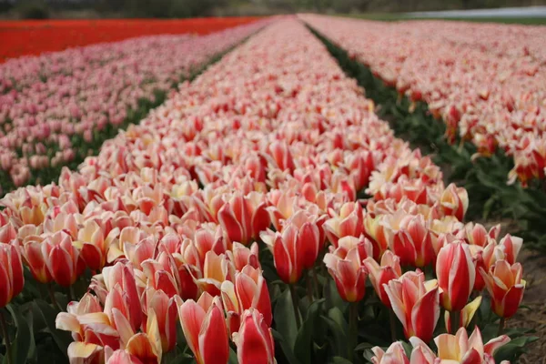 Tulipes Roses Rangs Sur Champ Bulbes Fleurs Noordwijkerhout Aux Pays — Photo