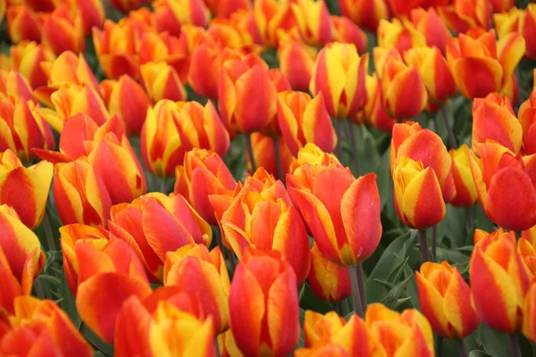 Pomarańczowe Tulipany Rzędach Polu Bańki Kwiatowej Noordwijkerhout Holandii — Zdjęcie stockowe