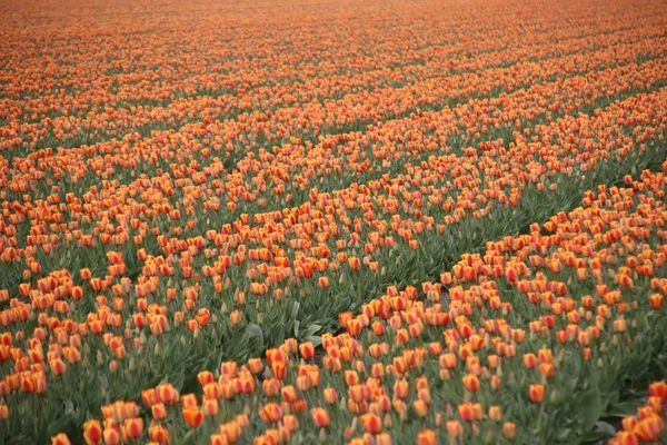 Oranje Tulpen Rijen Bloembollen Veld Noordwijkerhout Nederland — Stockfoto