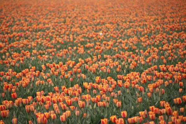 オランダのノールドウィケルハウトの花の球根畑に並むオレンジ色のチューリップ — ストック写真