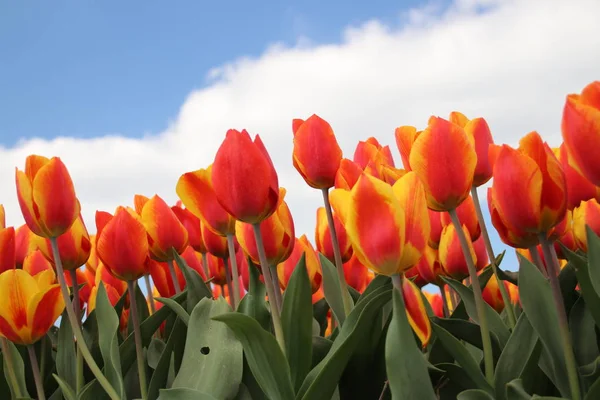 Orange tulips in rows on flower bulb field in Noordwijkerhout in the Netherlands