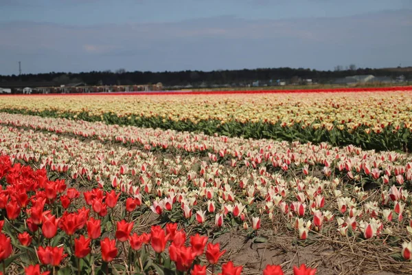 Czerwone Żółte Tulipany Rzędach Polu Bańki Kwiatka Noordwijkerhout Holandii — Zdjęcie stockowe
