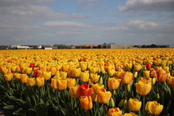Tulipanes Amarillos Hileras Campo Bulbos Noordwijkerhout Los Países Bajos — Foto de Stock