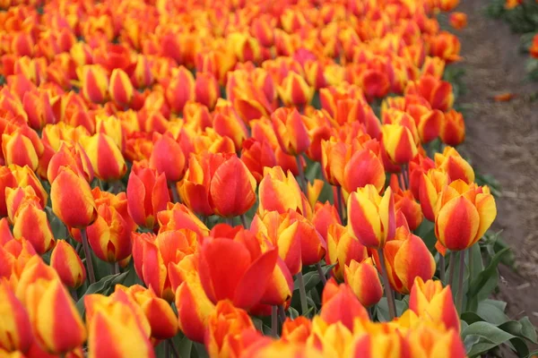 Orange tulips in rows on flower bulb field in Noordwijkerhout in the Netherlands