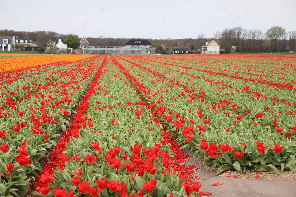 red tulips in rows on flower bulb field in Noordwijkerhout in the Netherlands.